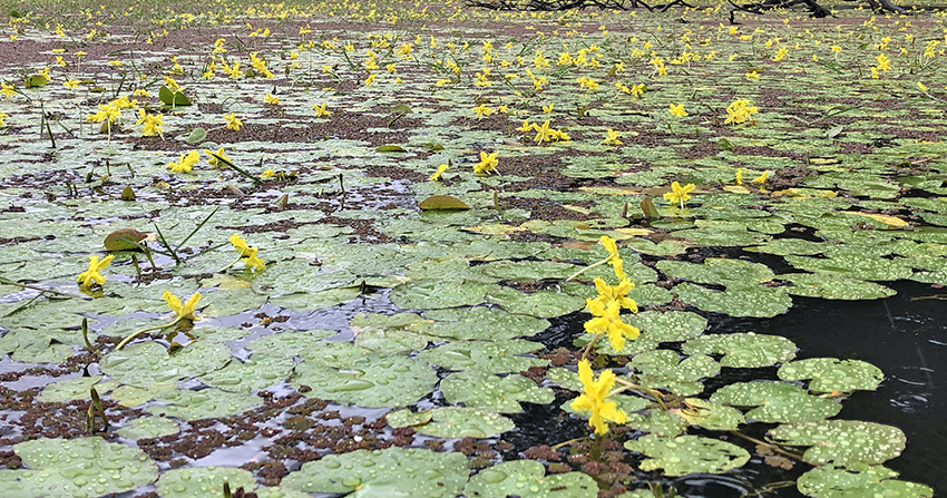 Yellow star-shaped plant coming out of lilies across a wetland