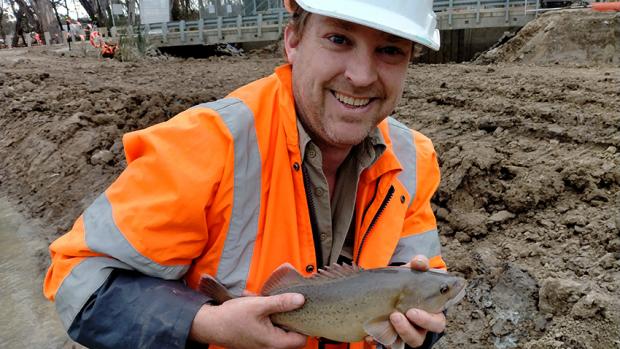 Man with orange safety top and hardhat is kneeling in front of a muddy river and bridge holding a trout cod and smiling