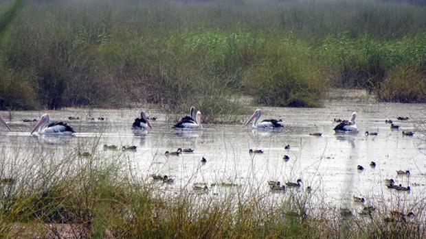 Pelicans and ducks on a wetland surrounded by reeds and long grass