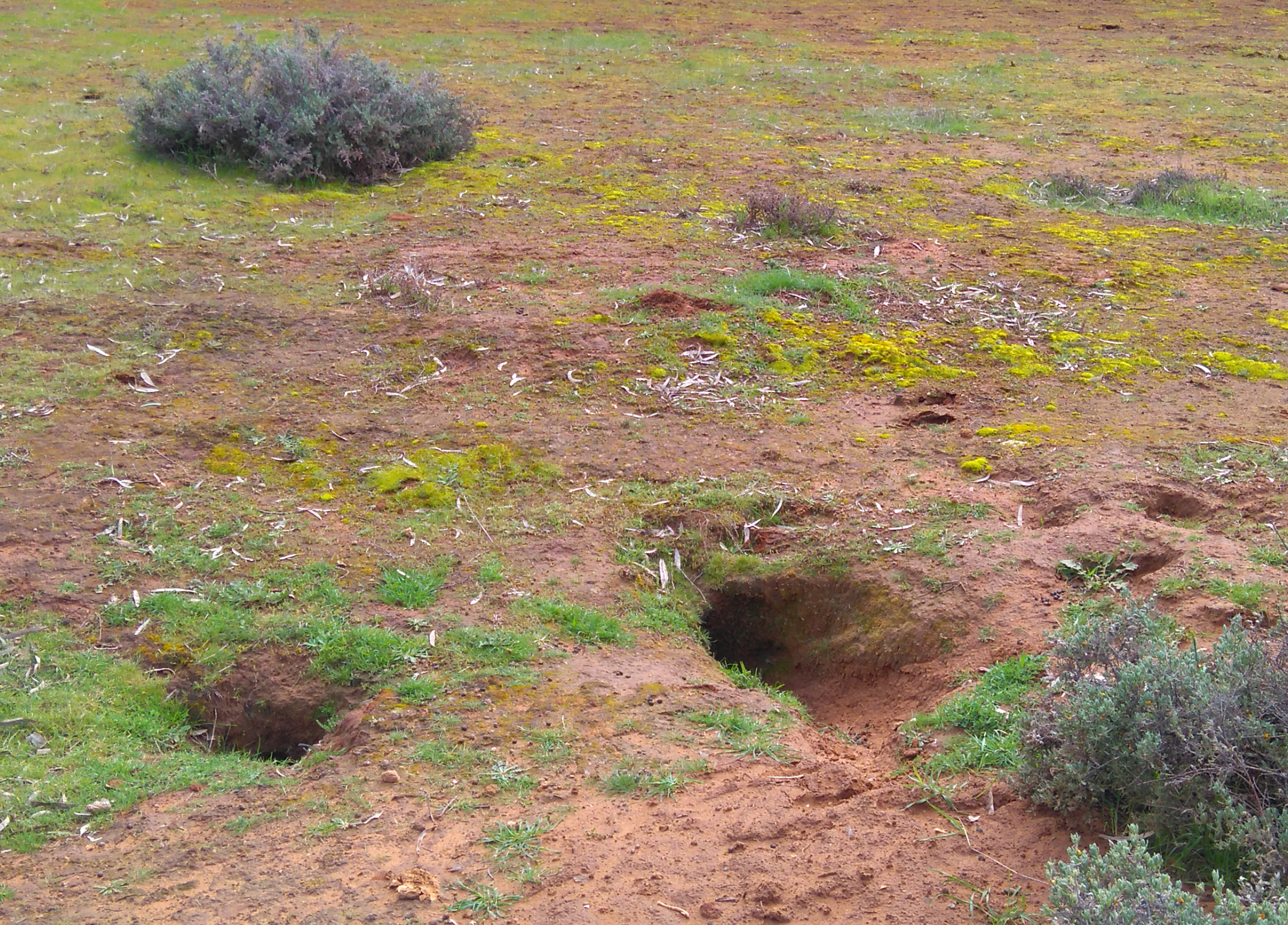 Managing rabbit sessions | North Central Catchment Management Authority