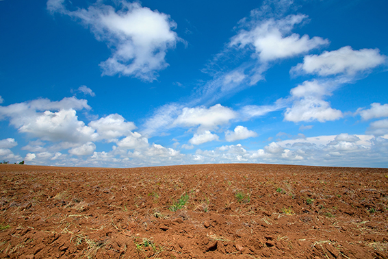 field with clear blue sky