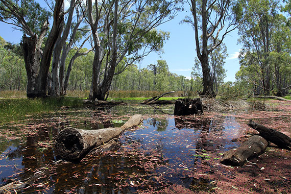 Gunbower Forest during 2014 watering