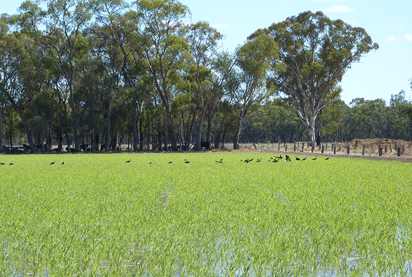 irrigated paddock with birds on it and trees in the bachground
