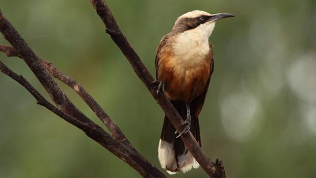 Small light and dark brown bird on a twig