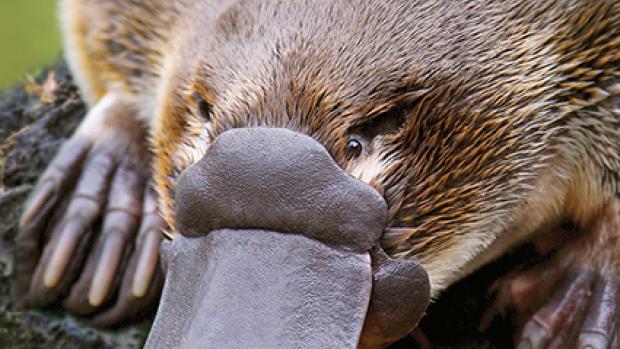 Close up of the front half of a platypus sitting on a log