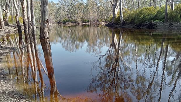 Image of Gunbower Creek with trees in the background