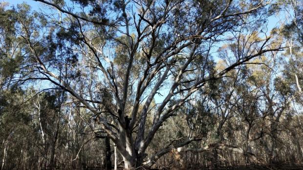 A grand river red gum waits for a good drink