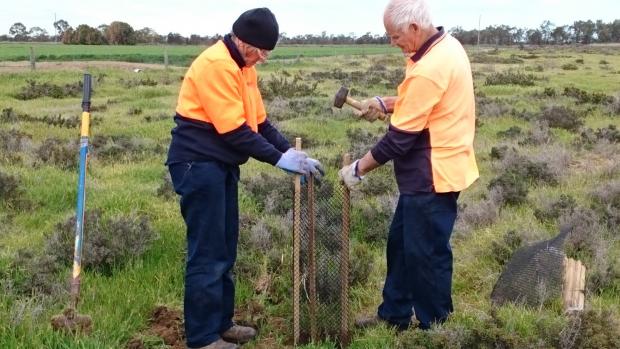 Two men in flouresent orange vests hammering in stakes to protect trees in a paddock