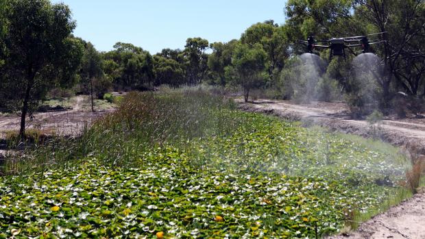 Drone with a spray attachment spraying pesticide onto a weed-infested creek.
