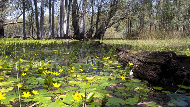 A yellow flower and lily pads on a wetland, with  a log in the foreground and gum trees in the background