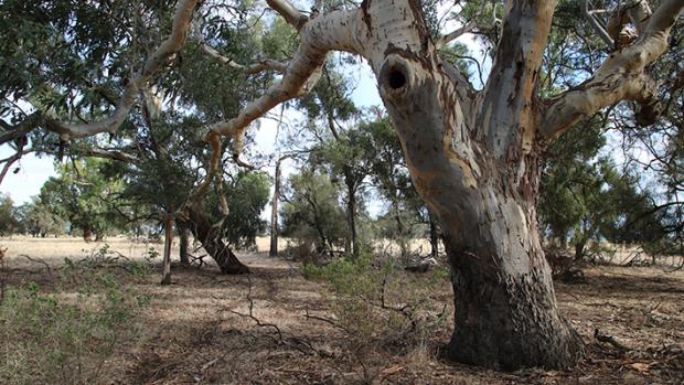 Large gm tree sits in the foreground, with other smaller trees and a paddock behind.
