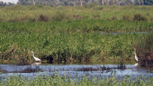 Two egrets standing in water, surrounded by high reeds
