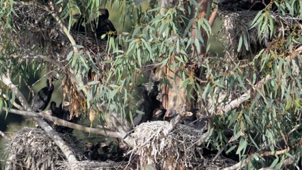 Little pied cormorant nest in Reed Bed Swamp