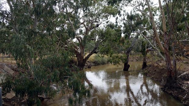 A river with dark water and gum trees on its banks.