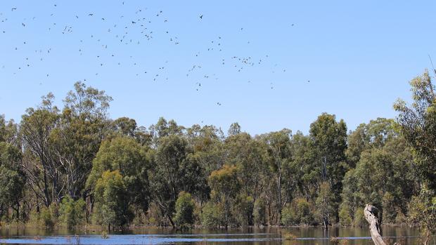 Open wetland in the foreground, gum trees in th  background and birds flying high above them 