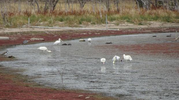 A group of white spoonbills standing and eating in the shallow water of Lake Meran