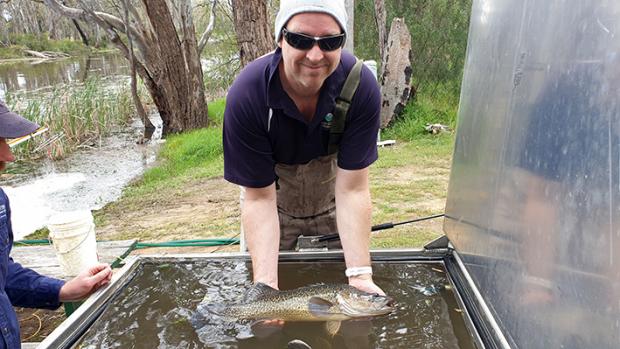 Man with sunglasses and beanie holds a medium sized Murray cod that is in a tank
