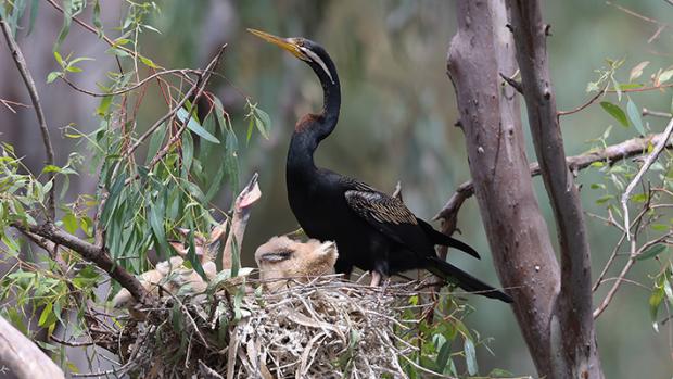 Image of a black Australasian darter in its nest, with a handful of baby ckicks