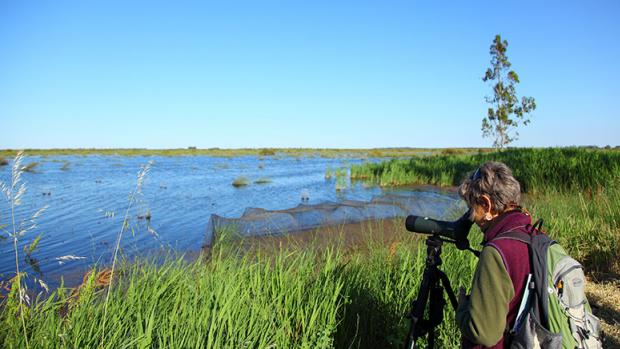 A lady looking out over a wetland through a telescope