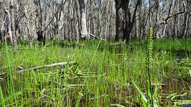 Closeup of aquatic vegetation on a floodplain with redgum trees in the background.