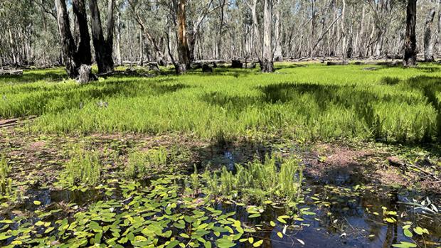 Image of a wetland with green lillies in the foreground and larger aquatic vegetation and gum trees in the background