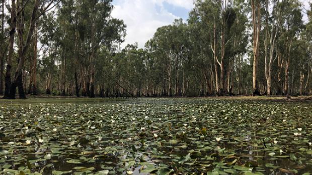 Swamp lilies in the foreground on a wetland, gum tree forest in teh background