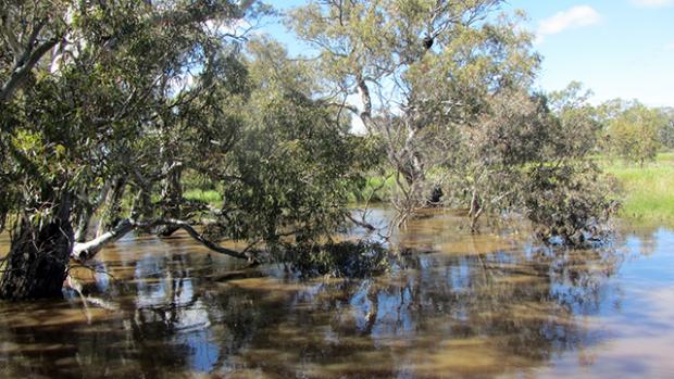 Loddon River flowing with trees