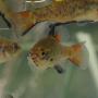 3 small orange and black spotted fish