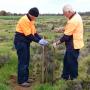 Two men in flouresent orange vests hammering in stakes to protect trees in a paddock