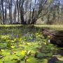 A yellow flower and lily pads on a wetland, with  a log in the foreground and gum trees in the background