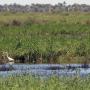 Two egrets standing in water, surrounded by high reeds