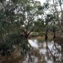 A river with dark water and gum trees on its banks.