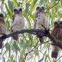 4 owls sitting in a gum tree looking directly at the camera.