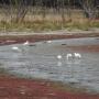 A group of white spoonbills standing and eating in the shallow water of Lake Meran