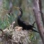 Image of a black Australasian darter in its nest, with a handful of baby ckicks