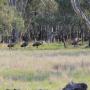 A group of emus in the distance in a bush setting