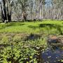 Image of a wetland with green lillies in the foreground and larger aquatic vegetation and gum trees in the background