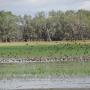 Lots of birds sitting on a wetland from afar.