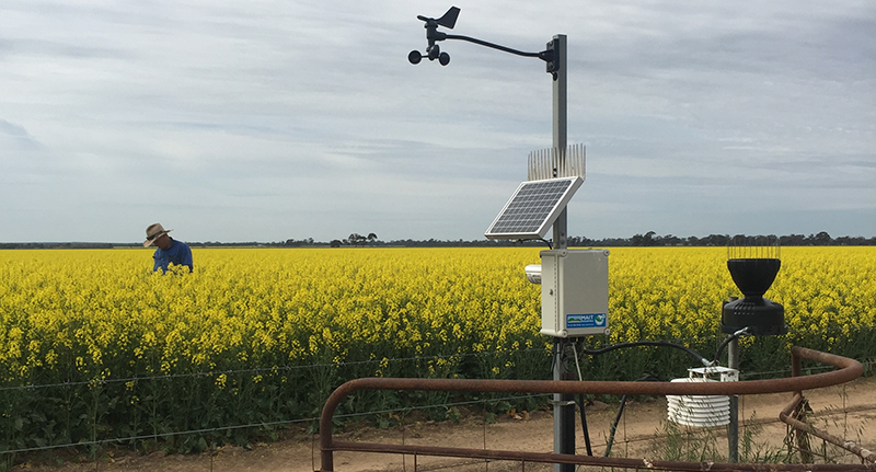 Weather station stands on edge of canola crop in yellow flower