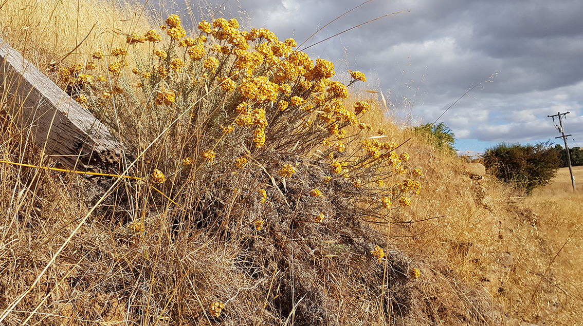 Yellow native flower in a hill