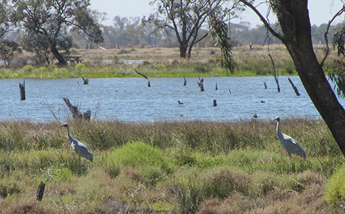 Waterbirds hunt on a sunlit wetland